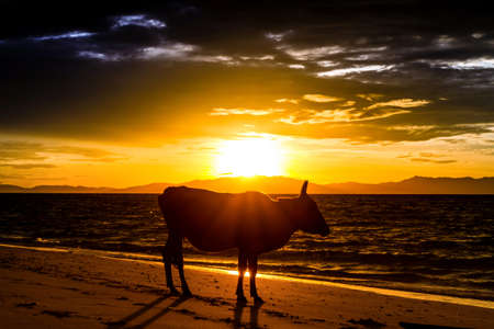 Cows on the beach sea and sunrise の写真素材