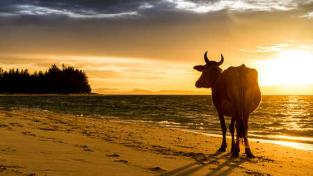 Sunrise silhouette of a cow on Beachの写真素材