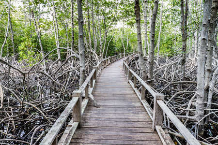Wood path way among the Mangrove forest, Thailandの写真素材