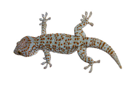 Gekko gecko isolated on white background の写真素材