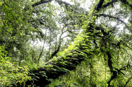 Tropical rainforest , Thailand, Asia の写真素材