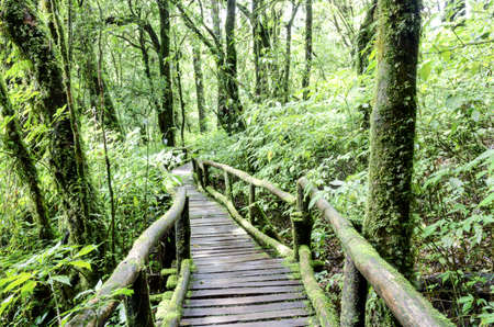 Tropical rainforest ,Doi inthanon national park,Thailand , Asiaの写真素材