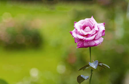 Pink roseの写真素材