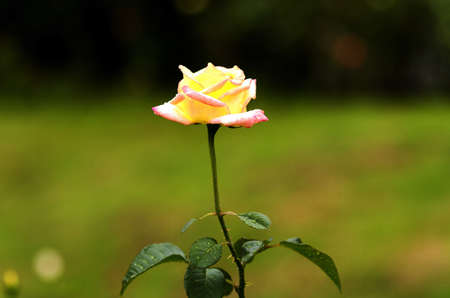Yellow rose flowerの写真素材