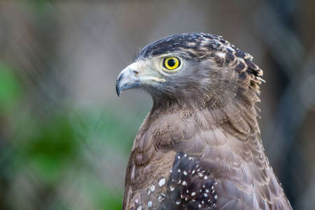 Red Tail Hawkの写真素材