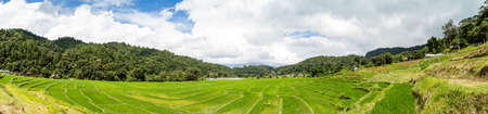 Panorama of the paddy rice field, Thailandの写真素材