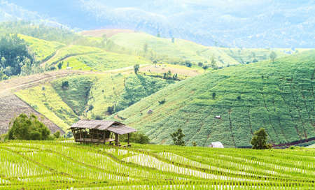 Green Terraced Rice Field in Chiangmai, Thailand の写真素材
