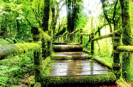 Moss around the wooden walkway in rain forest,Chiang Mai Province, Thailandの写真素材