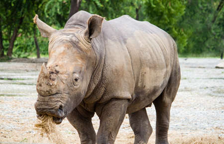 White Rhino の写真素材