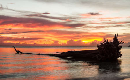 Dead tree on harbor island  Silluate background  の写真素材