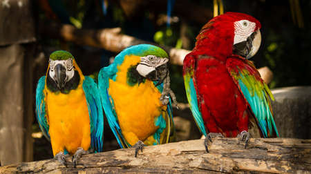 Macaw bird sitting on the perch の写真素材