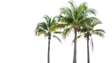 Coconut tree on white background の写真素材
