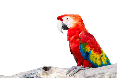 Colorful Scarlet Macaw isolated on background の写真素材