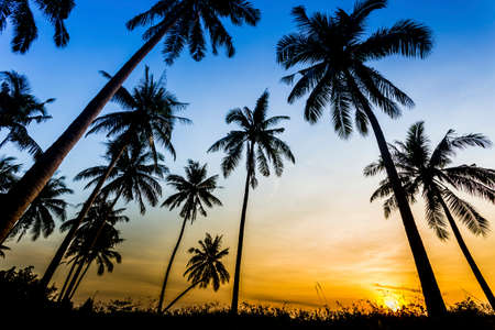 Sunset on the beach of caribbean sea の写真素材
