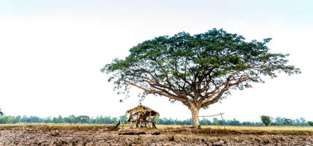 Hut and big tree in the terrace rice fieldの写真素材