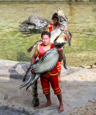 SAMUTPRAKARN,THAILAND -DECEMBER 29  crocodile show at crocodile farm on DEC 29, 2013 in Samutprakarn,Thailand  This exciting show is very famous amoung among tourist and Thai people のeditorial素材