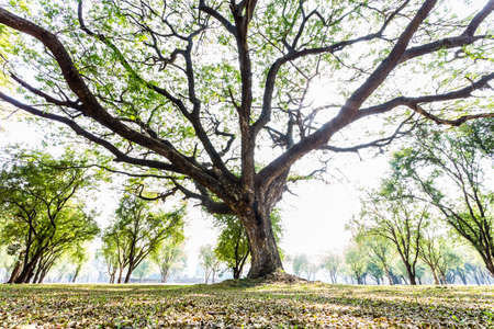 Big tree in the parkの写真素材