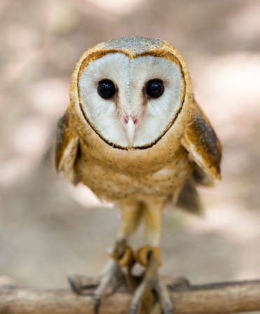 A wild barn owl の写真素材