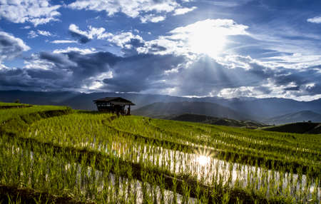 Green Terraced Rice Field in Chiangmai, Thailandの写真素材