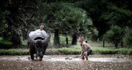 Asian farmer and son working with his buffaloの写真素材