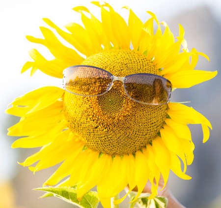 Sunflower wearing sunglassesの写真素材