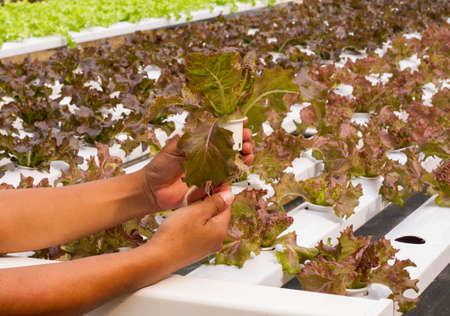 Hydroponic vegetable on hand in garden.の写真素材