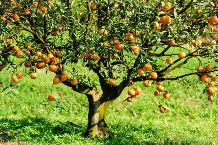 Fresh orange on plant, orange treeの写真素材