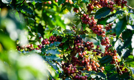 Coffee tree with coffee bean on cafe plantationの写真素材