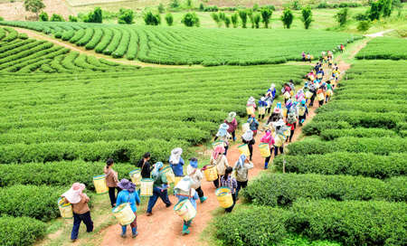 Crowd of tea picker picking tea leaf on plantation, Chiang Rai, Thailandのeditorial素材