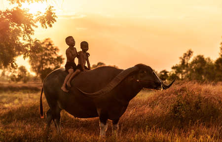 Happy boy riding water buffalo.の写真素材