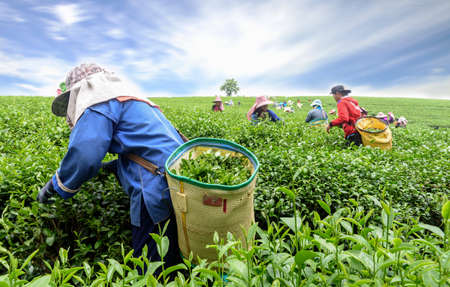 Crowd of tea picker picking tea leaf on plantation, Chiang Rai, Thailandの写真素材