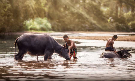 Boy with Buffaloの写真素材