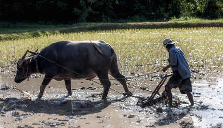 Thai farmer working with his buffaloの写真素材