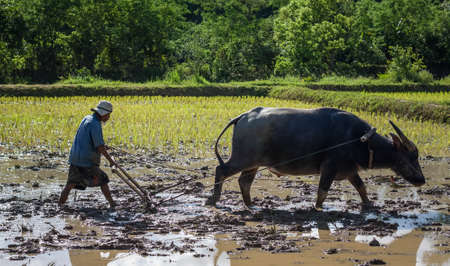 Thai farmer working with his buffalo, They were soaked with water and mud to be prepared for planting. wait three months to harvest crops.の写真素材