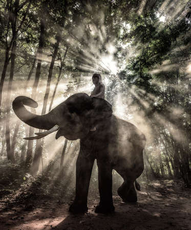 Mahout @ Surin, Thailandの写真素材