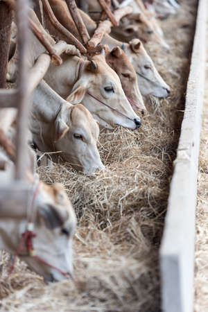 The cowsの写真素材
