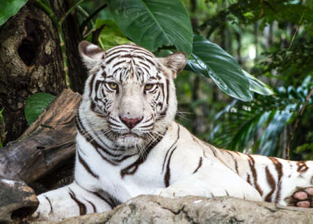 WHITE TIGER on a rockの写真素材