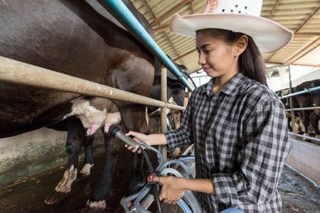 Female worker in milking parlor