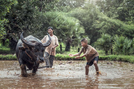 Asian farmer and son working with his buffaloの写真素材