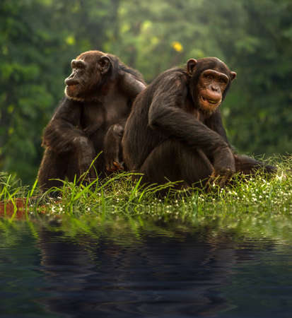 Couple chimpanzee sitting and relax in the natureの写真素材