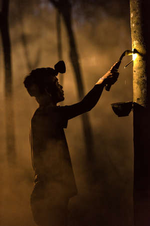 Man Tapping Rubber Tree at Nightの写真素材