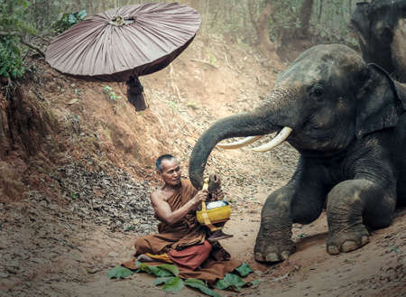 Monk in the jungle with elephant, Thailandの写真素材