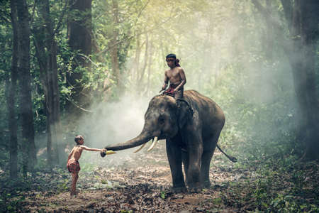 Little asian boy feeding elephant, countryside in Thailandの写真素材