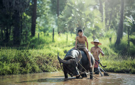 Asian farmer and son working with his buffaloの写真素材