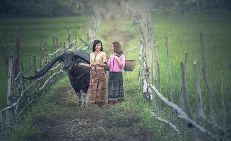 Asian woman (Thai) farmer with a buffalo in the field