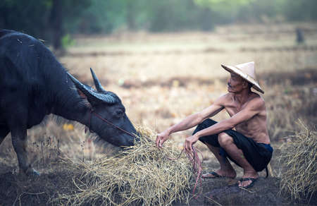 Asian farmer and water buffalo in farm