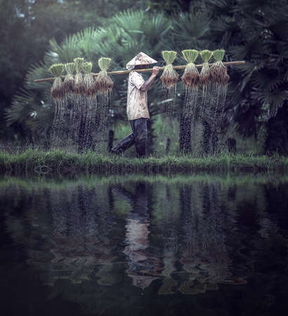 Farmers grow rice in the rainy season. They were soaked with water and mud to be prepared for planting. wait three months to harvest crops.の写真素材