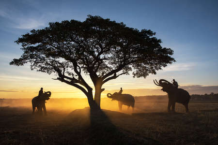 Thailand Countryside; Silhouette elephant on the background of sunset, elephant Thai in Surin Thailand.の写真素材