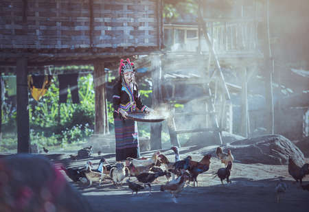 Asian women worker winnowing rice separate between rice and rice husk and feeding chickens at Laos countrysideの写真素材