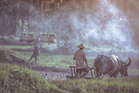 Farmer using buffalo plowing rice field,Asian man using the buffalo to plow for rice plant in rainy season,Rural Countryside of Thailandの写真素材